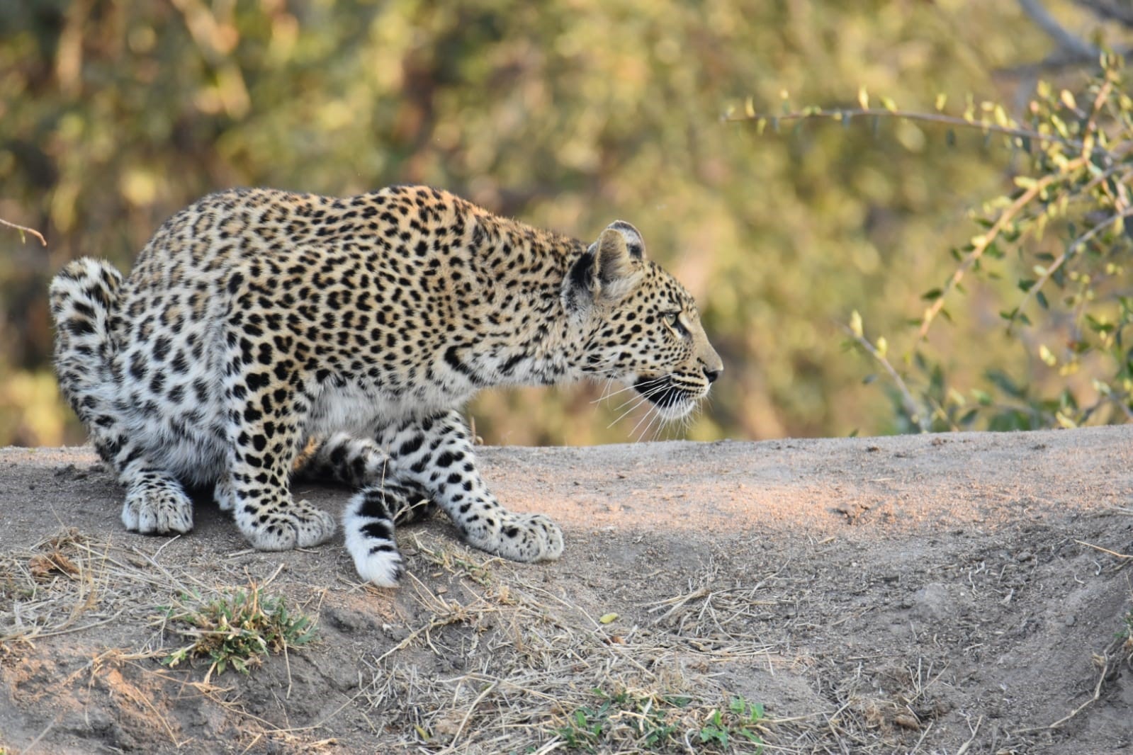 Voyageurs en safari privé en Afrique du Sud